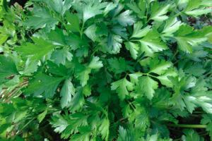 Parsley
