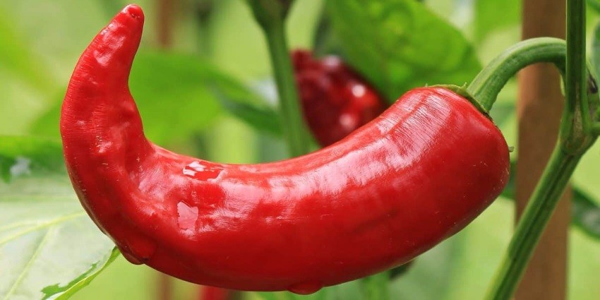 What is paprika?