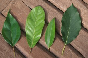 Mexican Avocado Leaves